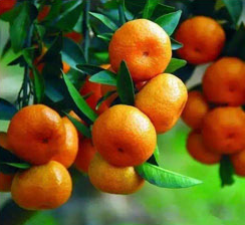 柑橘營養方案