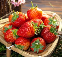 草莓營養方案