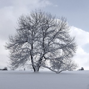 冰雪後樹木如何救護以及複壯的辦法