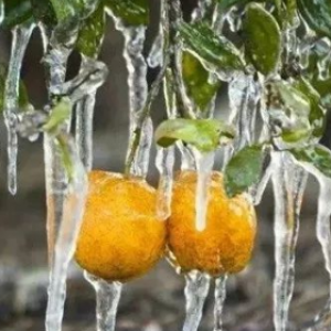 柑橘越冬要注意事項