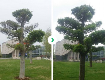 鬆樹使用效果對比