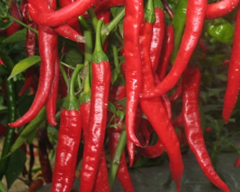 chili nutrition solution 