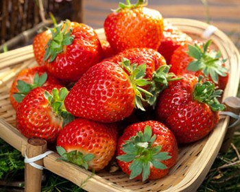 Strawberry nutrient solution