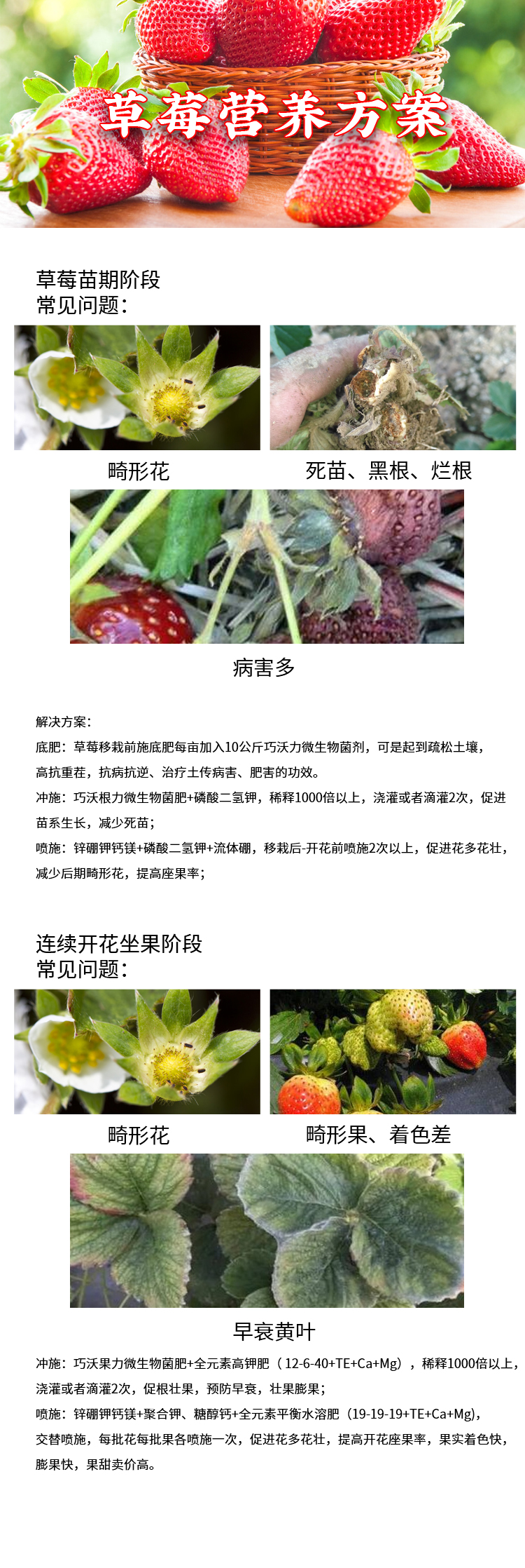 草莓營養方案.jpg